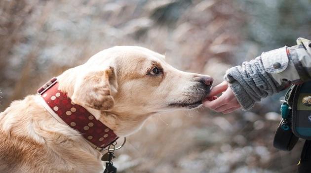 Estudo analisa as regiões cerebrais de cães e seus comportamentos