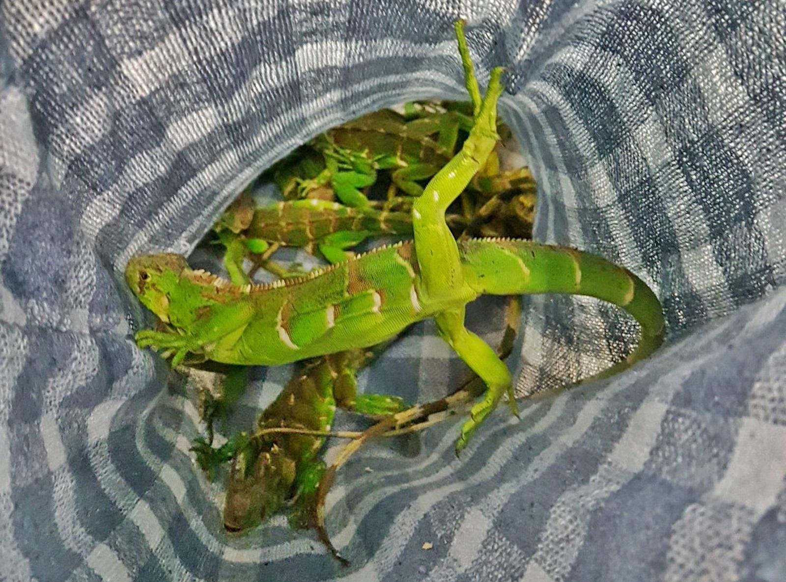 Comerciante é multado após receber iguanas pelo Correios em Limeira