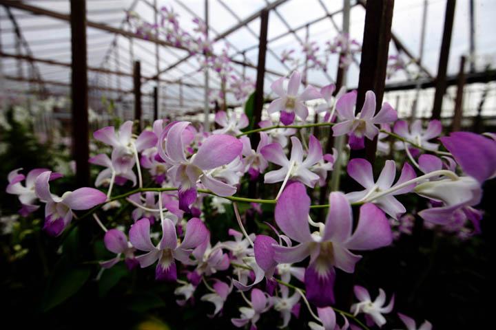 Floriculturas podem reabrir a partir de hoje em Campinas