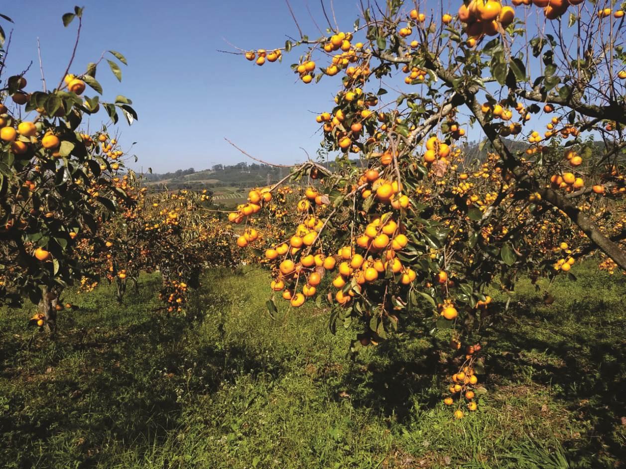 Produtores de caqui admitem prejuízo durante isolamento