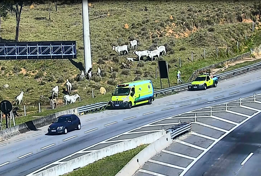 Rota das Bandeiras faz levantamento de propriedades com animais às margens das rodovias