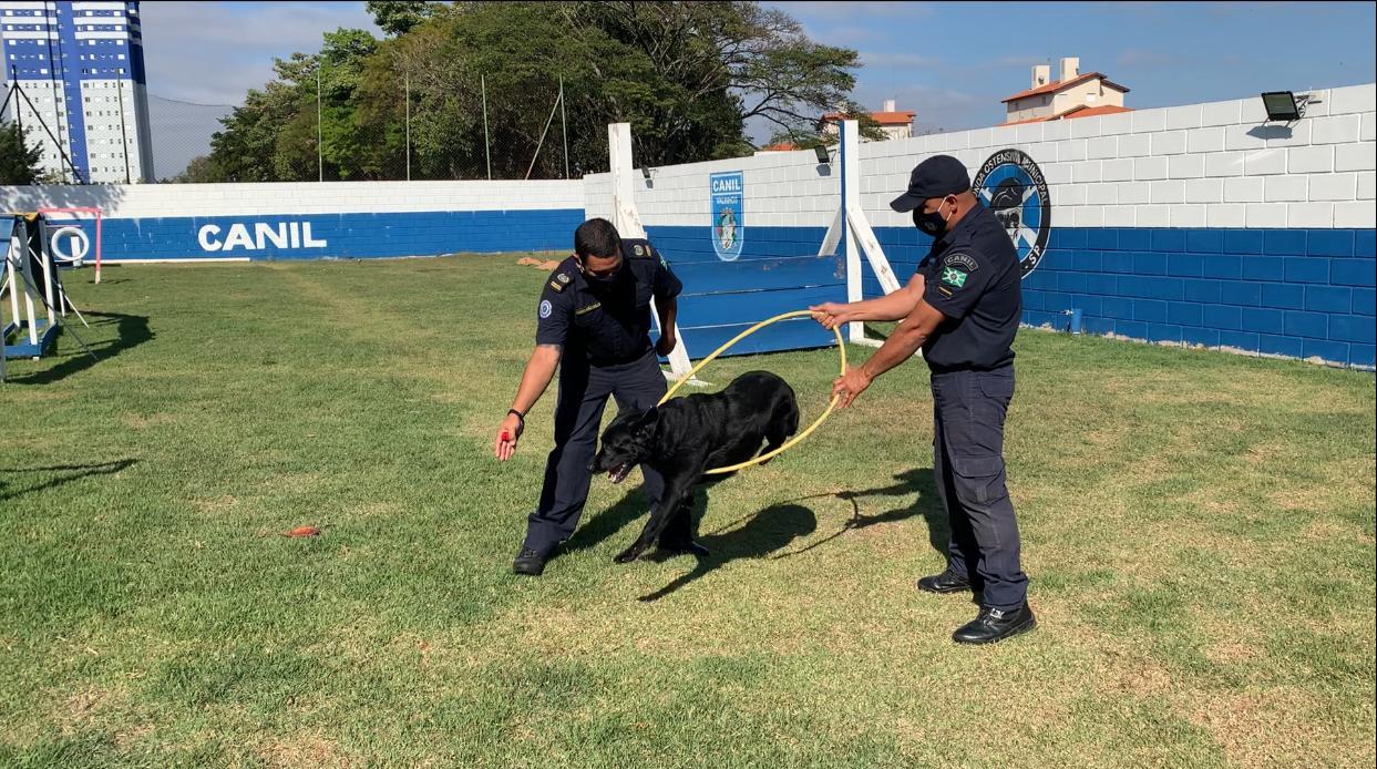 Valinhos: filhotes do Canil da Guarda iniciam treinamento policial