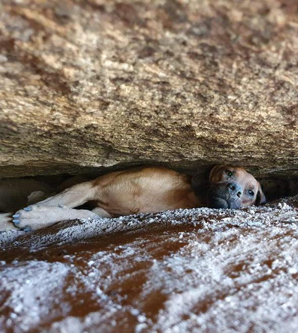 Bombeiros salvam cão que ficou preso entre pedras