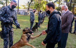 Governo de São Paulo recebe dez cães policiais da Europa