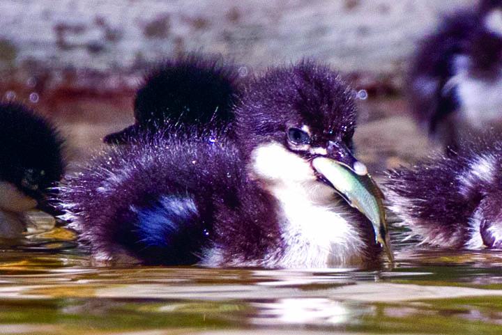 Sete filhotes de pato-mergulhão nascem de ovos incubados