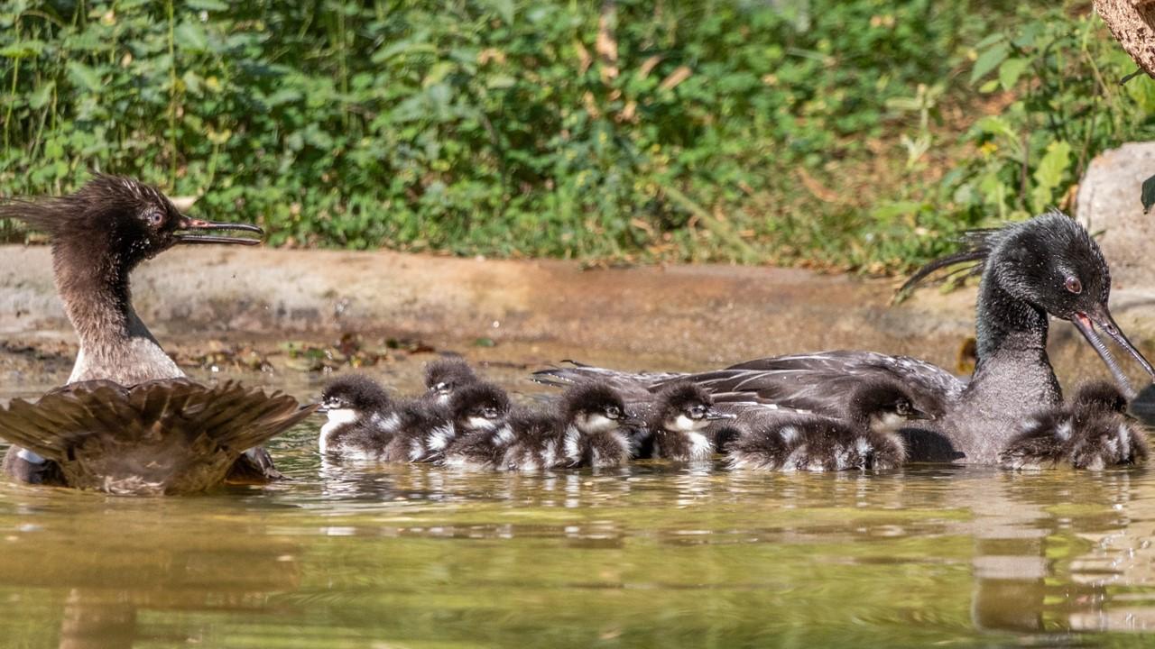  Zooparque Itatiba registra ninhada recorde de pato-mergulhão