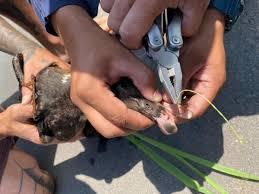 Armadilha para peixes deixa dois patos feridos no Vale Azul em Jundiaí