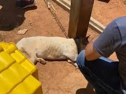 Cachorro à beira da morte é resgatado e casal será investigado em Jundiaí