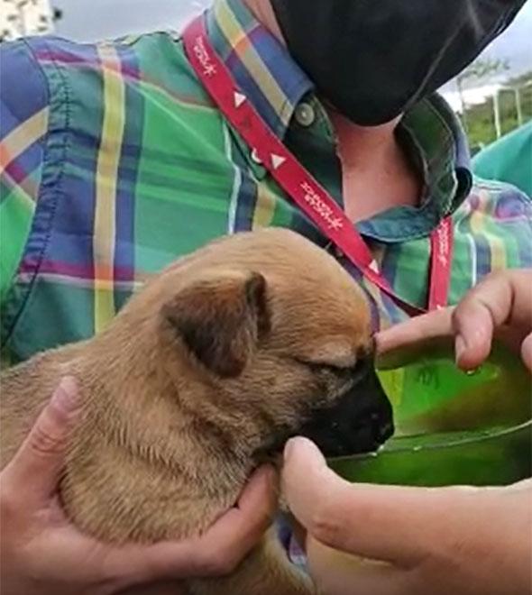 GM salva cachorrinho trancado dentro de carro