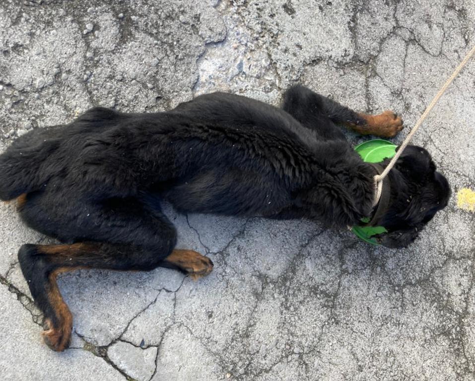 Após denúncia no 156 de Jundiaí, Debea resgata cães com maus tratos