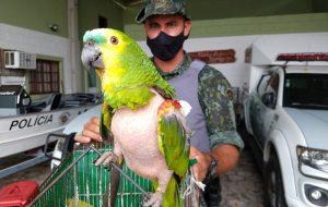 PM Ambiental resgata aves silvestres que eram mantidas em cativeiro de forma ilegal