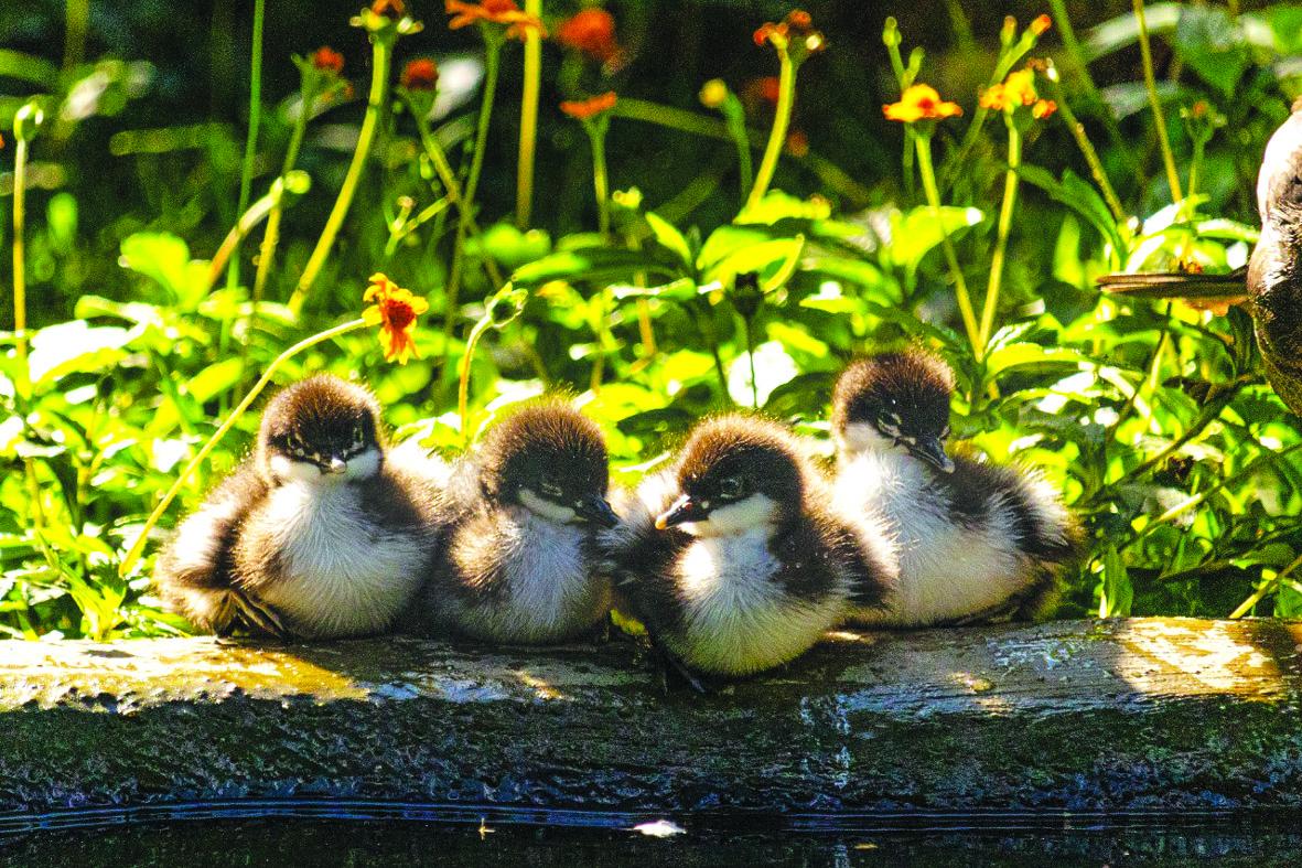 Filhotes do pato mergulhão, uma ave em extinção