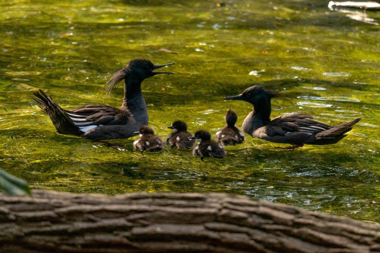 Pato mergulhão em extinção: filhotes estão sendo criados no Zooparque em Itatiba