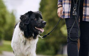 Governo de SP lança campanha “Passeio Responsável” com pets