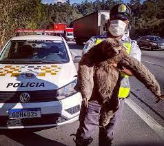 Polícia Rodoviária resgata bicho-preguiça que estava na rodovia Anhanguera