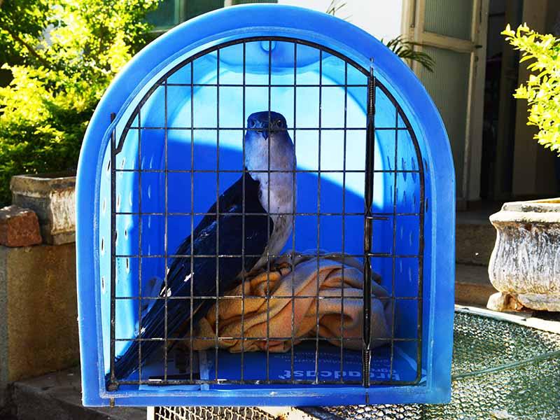 Aves feridas passam por reabilitação no Bosque do Jequitibás em Campinas