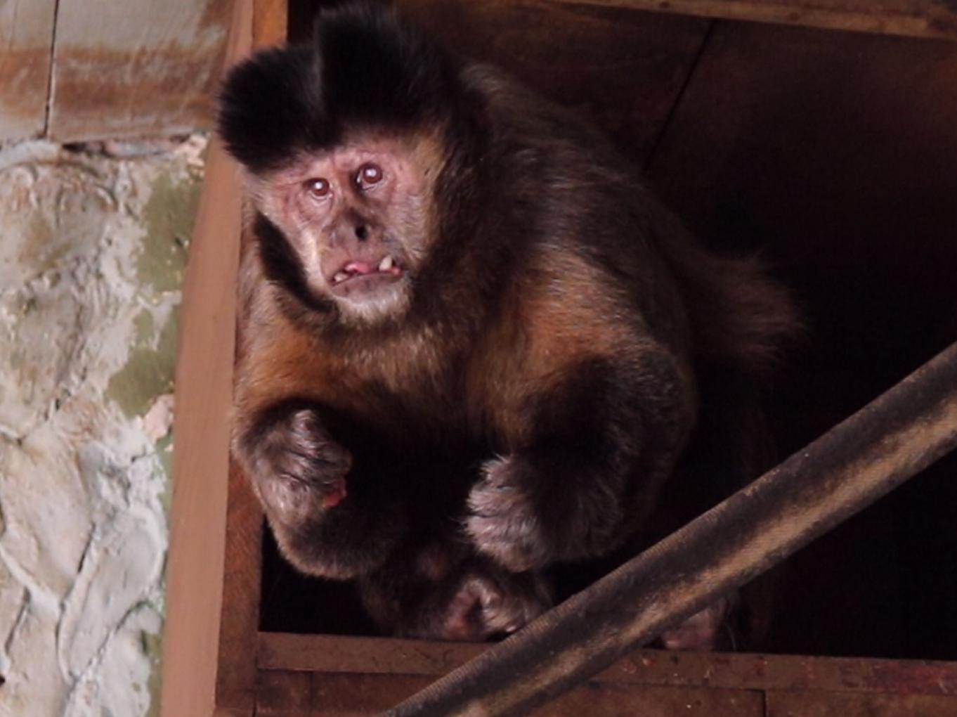 Macaco-prego do Zoológico Municipal de Nova Odessa passa por cirurgia de catarata e recupera a visão