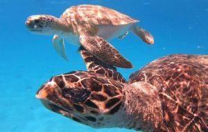 Fundação Florestal recompensará pescadores por resíduos recolhidos do mar