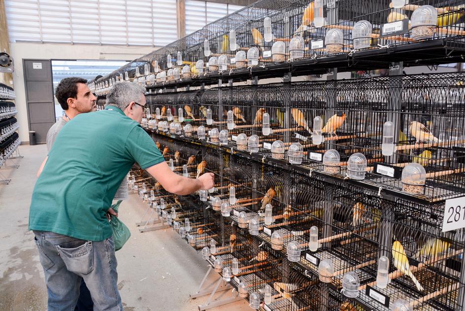 Mais de 27 mil aves serão expostas no Campeonato Brasileiro de Ornitologia