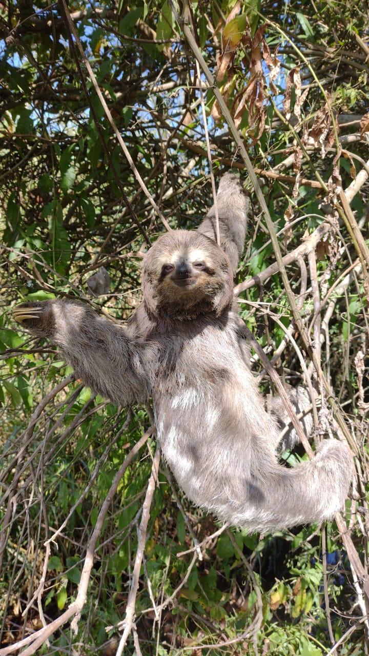 Bicho-preguiça é resgatado na Rodovia SP-360, em Itatiba