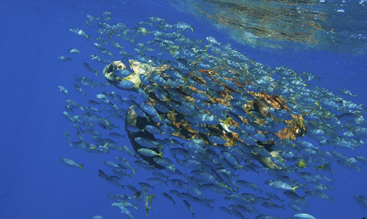 Brasil lançará sistema de monitoramento do Oceano Atlântico