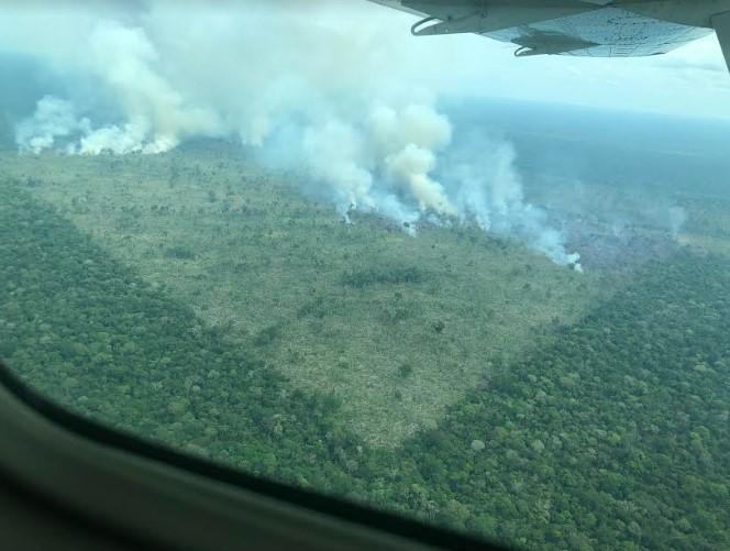 Greenpeace denuncia desmatamento de mais de 1,8 mil hectares no sul do Amazonas