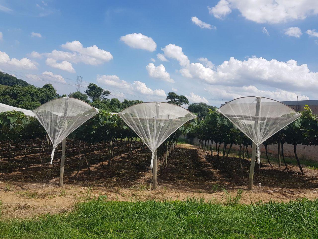 Jundiaí inova e é a primeira cidade a estimular o cultivo protegido com foco nas mudanças climáticas