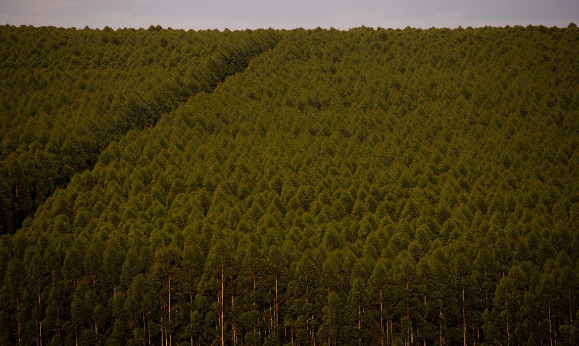 Florestas plantadas no Brasil ocuparam 9,5 milhões de hectares em 2021