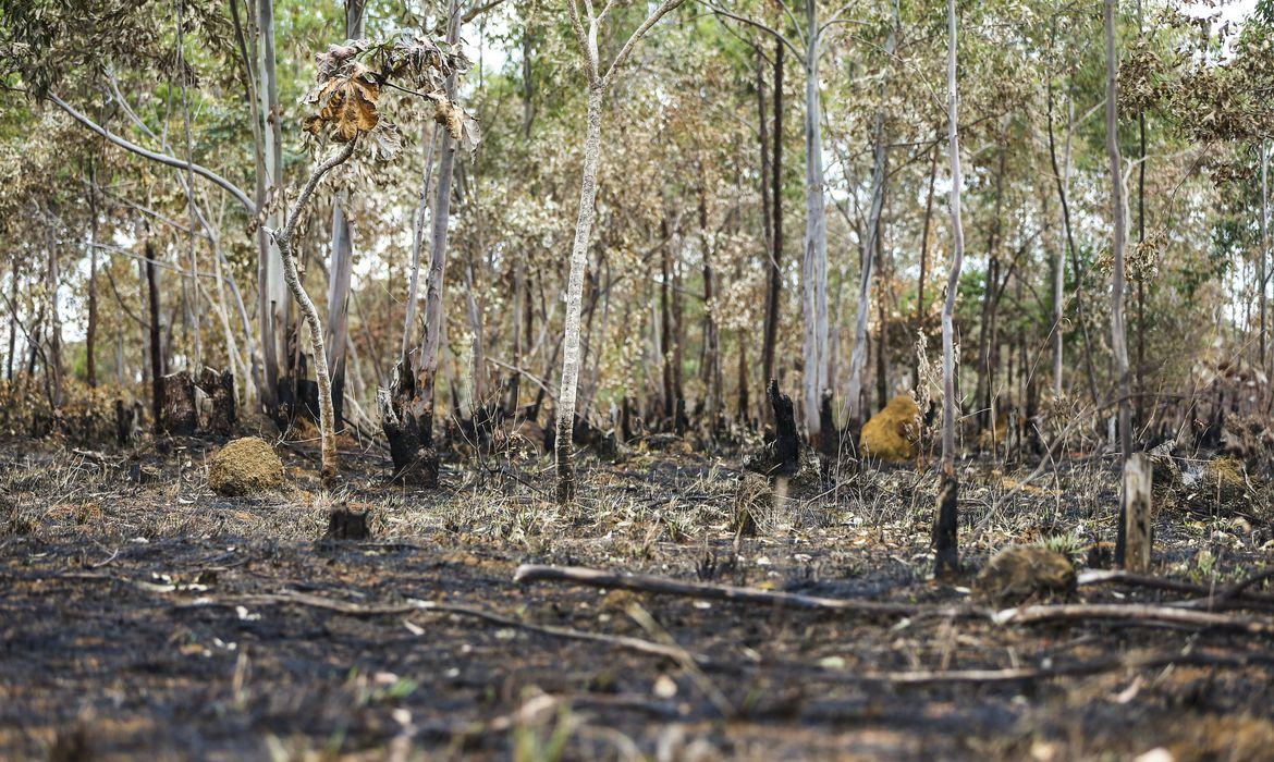 Incêndios florestais aumentam na Amazônia após novo Código Florestal