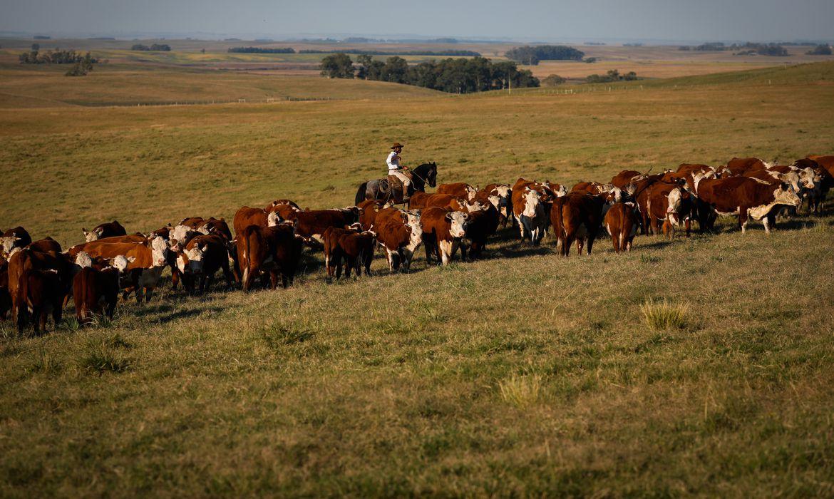 Vacinação contra febre aftosa é prorrogada até 17 de dezembro