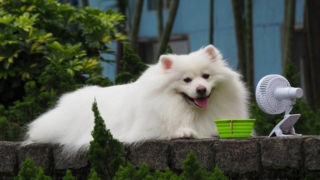 Verão: cães podem morrer de calor; saiba o que fazer