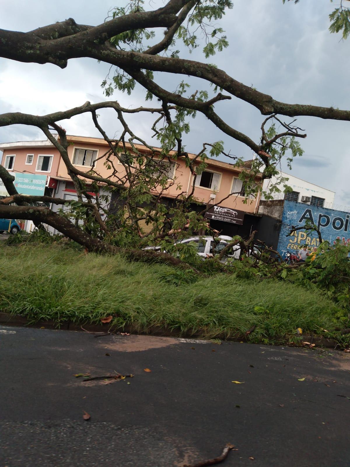 Ao menos 28 árvores caíram em Campinas na tempestade; há ruas bloqueadas