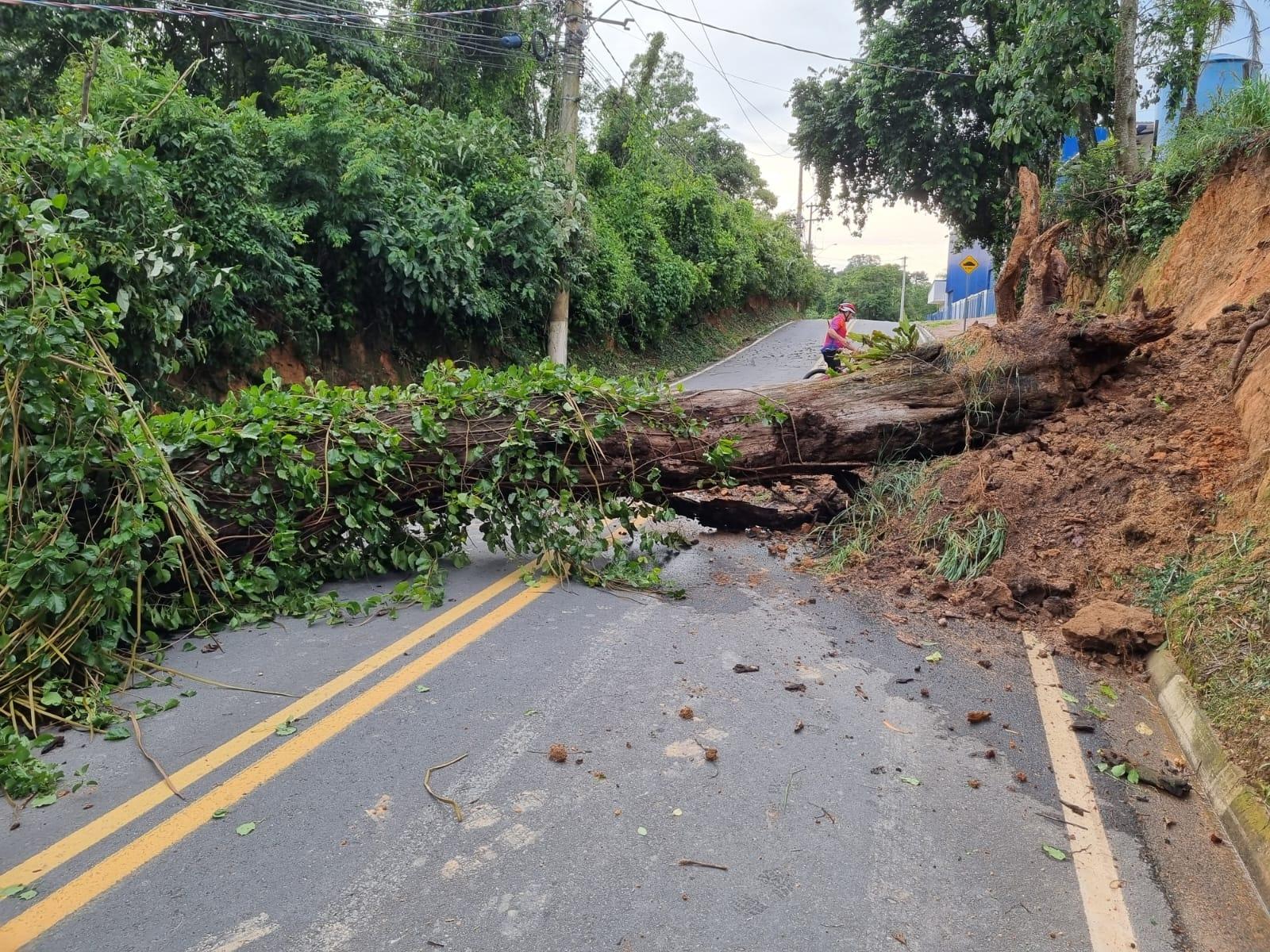 Tempestade derrubou 50 árvores em Louveira