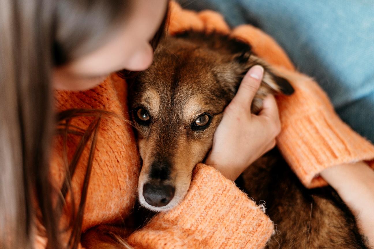 Contato diário com animal doméstico traz bem-estar e melhora na saúde