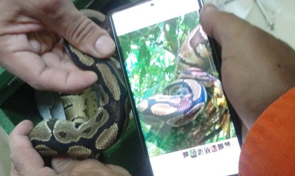 Serpente píton é retirada do Parque Nacional da Tijuca, no Rio