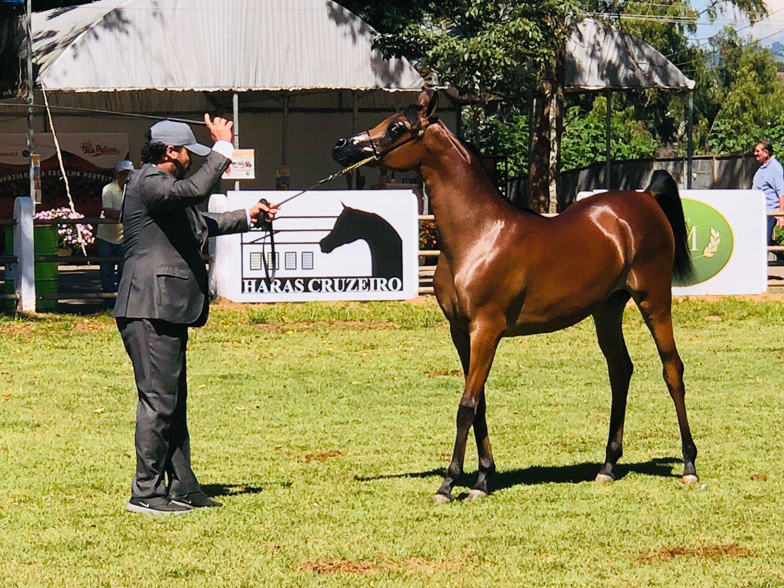 Bragança Paulista recebe exposição do Cavalo Árabe