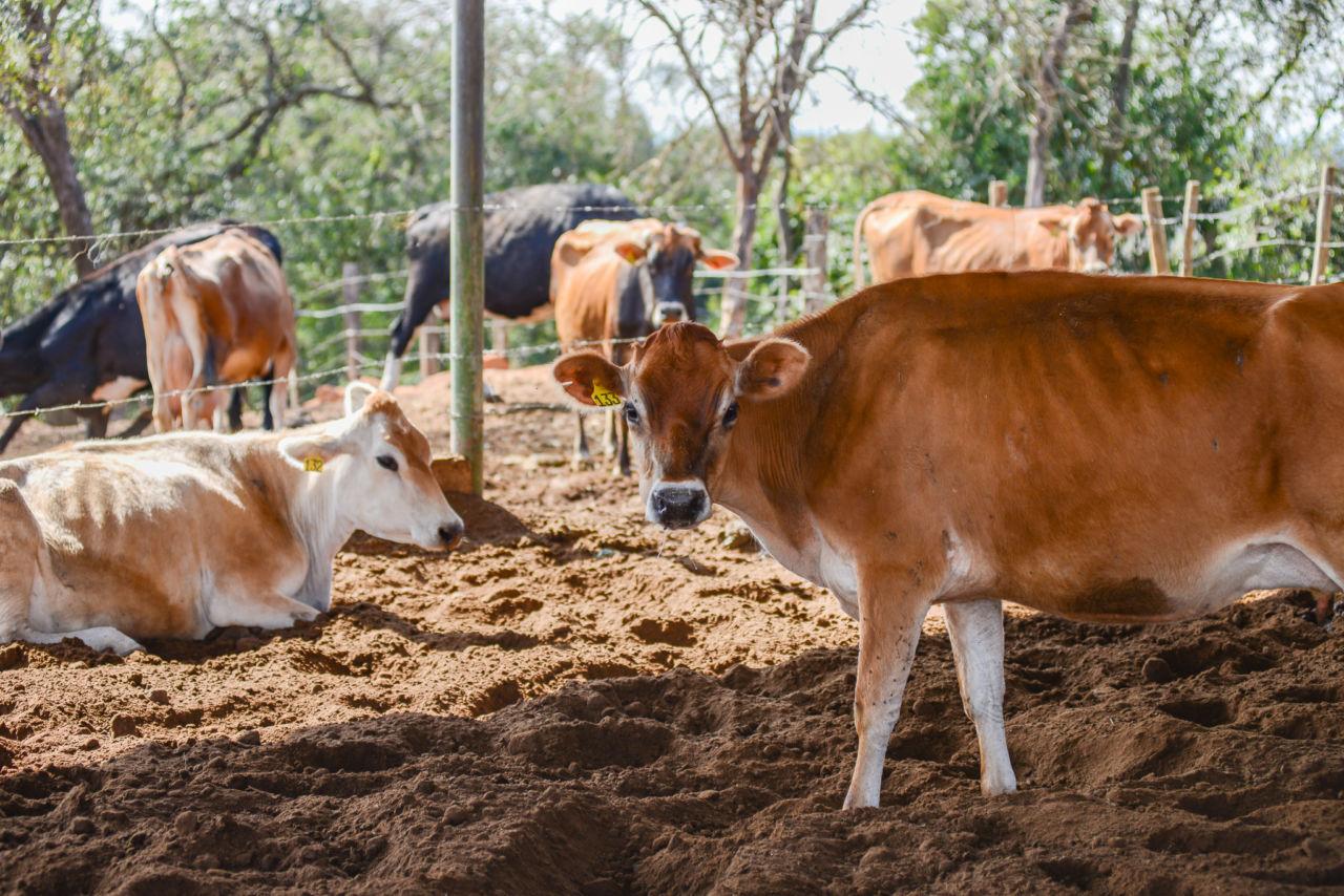 Vacinação contra a Febre Aftosa e Brucelose vai até o dia 30 de maio