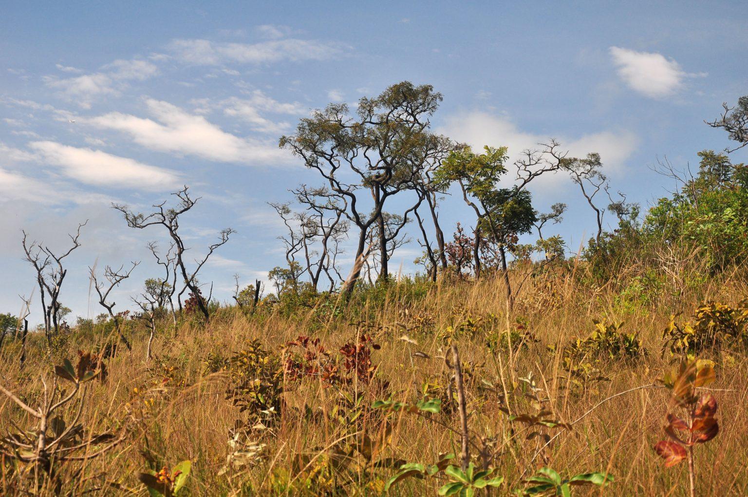 Cerrado paulista tem menor área destruída dos últimos cinco anos