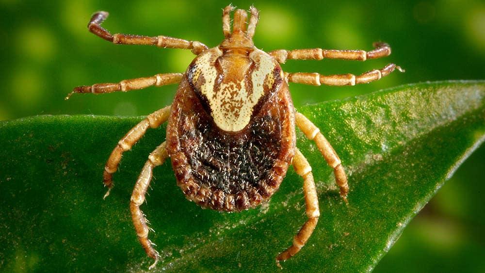 Mais 6 pessoas podem estar com febre maculosa após evento em Campinas