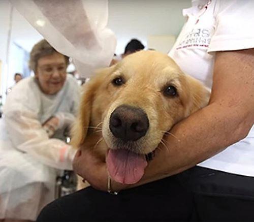 Programa Meu Pet prevê ampliar atendimento de cães e gatos até 2026