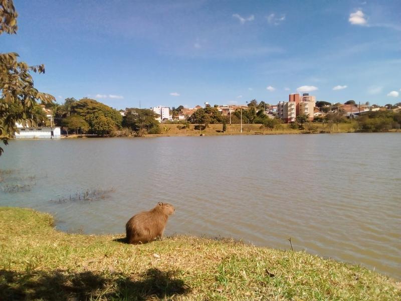 Vinhedo mapeia áreas de risco para Febre Maculosa