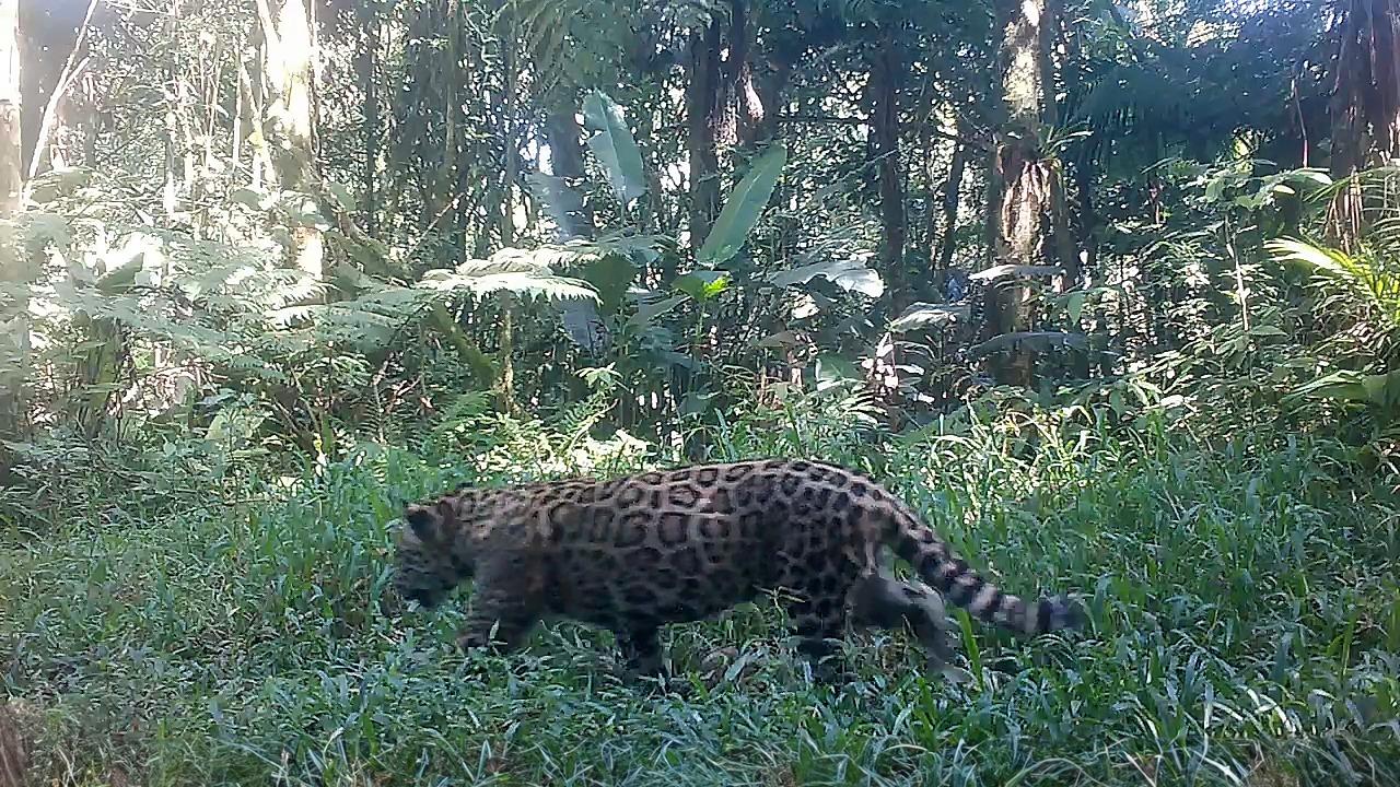 Com 47,6%, Barti é o nome do filhote de onça-pintada do Contínuo de Paranapiacaba