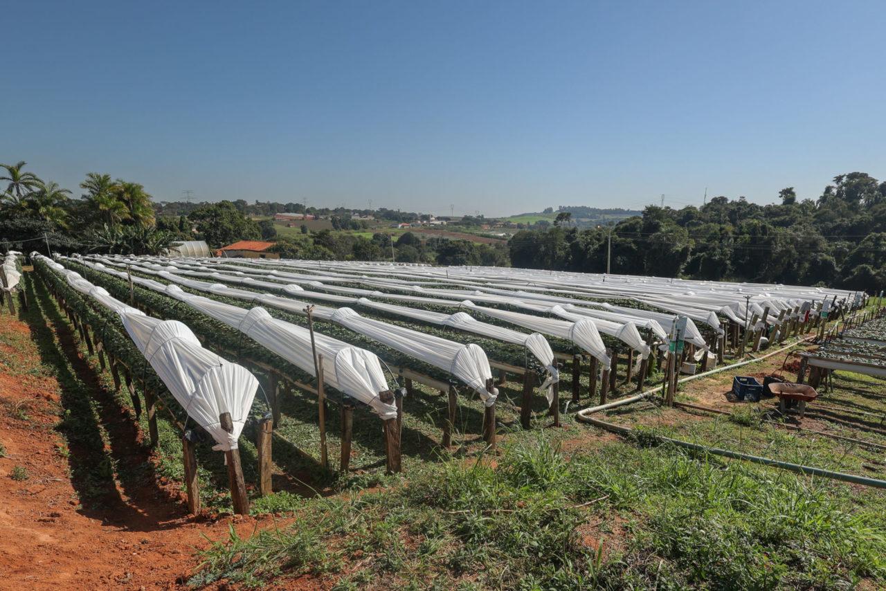 Investimento em novas tecnologias promove a volta do morango em Jundiaí