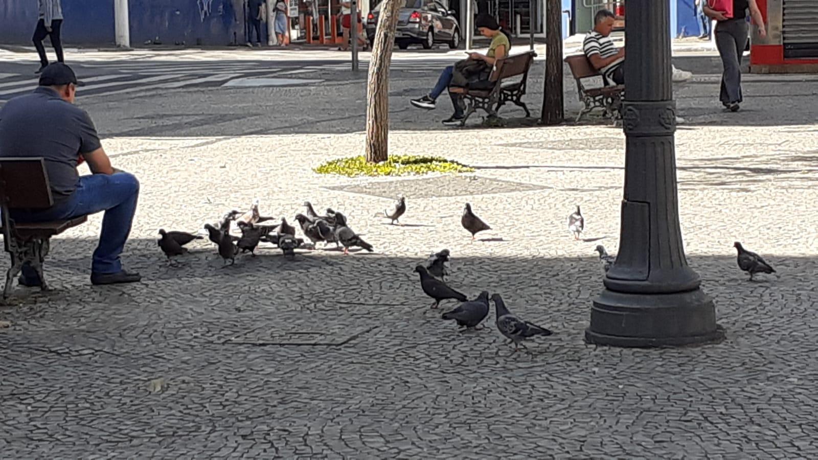 Excesso de pombos divide opiniões sobre como lidar com as aves