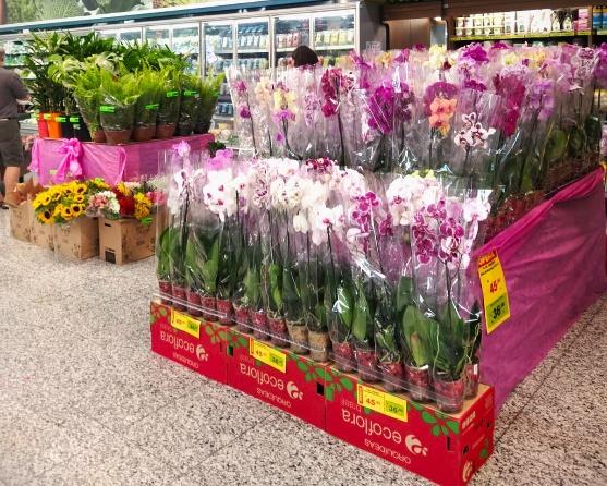 Início da primavera traz explosão de cores e fragrâncias ao Covabra Supermercados