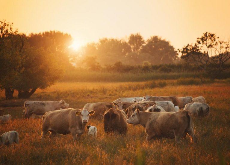 Calor excessivo afeta produção de hortaliças, pescados e reprodução animal