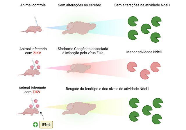 Zika: pesquisa de SP associa baixa atividade de enzima a microcefalia