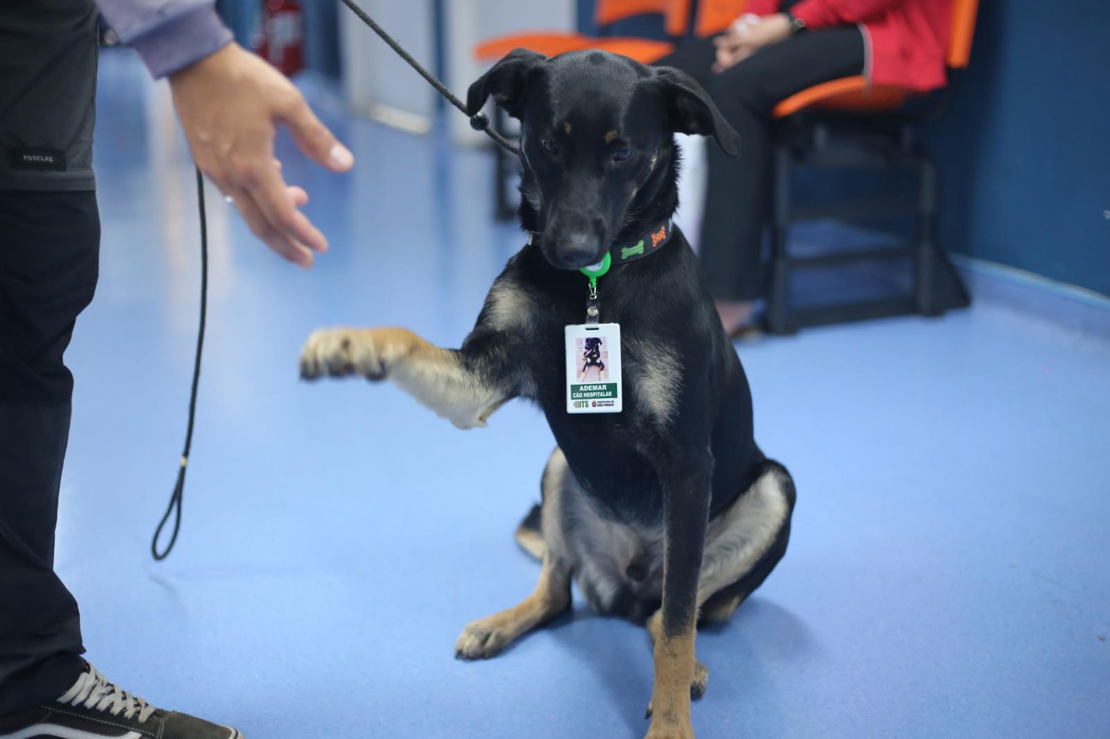 Ademar é o primeiro cão hospitalar da rede municipal de saúde da Capital