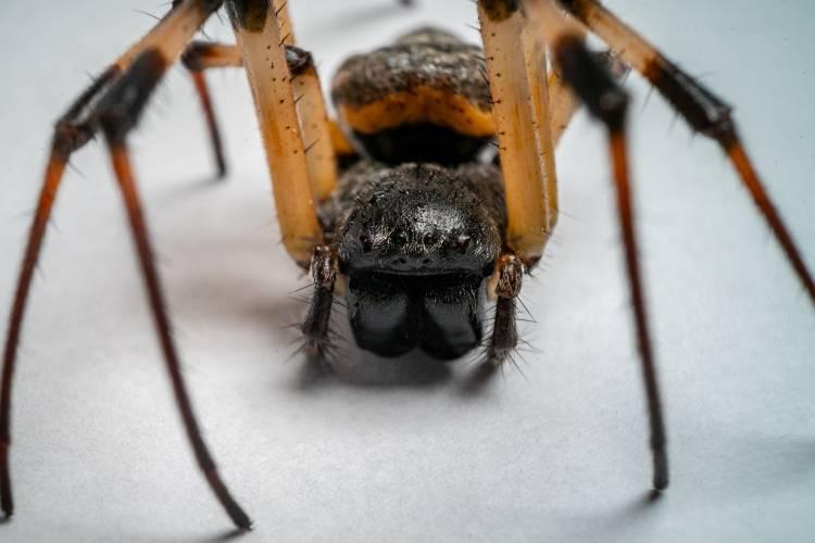 Butantan: molécula de aranhas pode ser usada para fazer inseticidas contra o Aedes