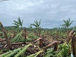 Ventania devasta plantações de banana na região do Vale do Ribeira